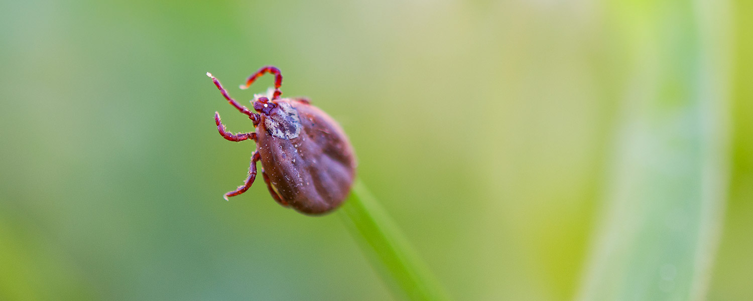 Insectes : attention aux risques de la belle saison !